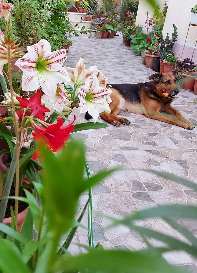 Alojamento de Acomodação e Pequeno-almoço Vila Kodra Tirana